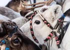 В Тюмени олени, которых держали в прицепе, ждали отправки в Казахстан