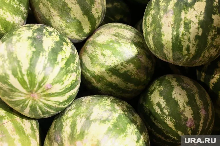 С документами на арбузы возникли проблемы