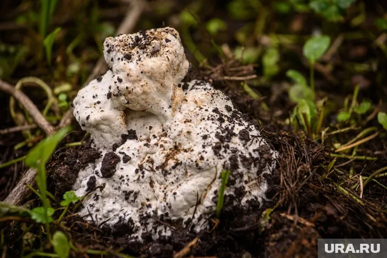 Депутат Чаплин предупредил жителей Подмосковья, что за сбор ряда грибов грозит уголовная ответственность