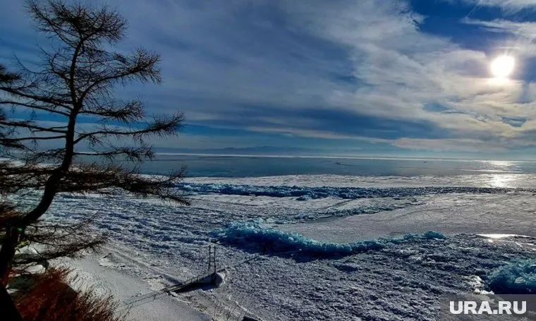 Байкале могут допустить сплошные рубки деревьев