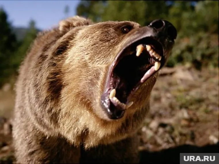 Егеря получили разрешение на отстрел хищника