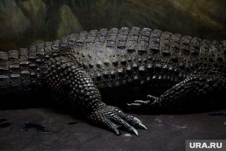 В Малайзии поймали и вскрыли крокодила-людоеда