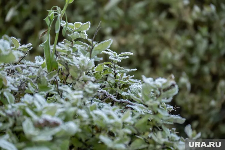 По западной части округа в ночь на 24 июня похолодает до 0 градусов