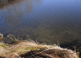 Только познакомились и уже мертвы: поиски молодой пары закончились трагедией