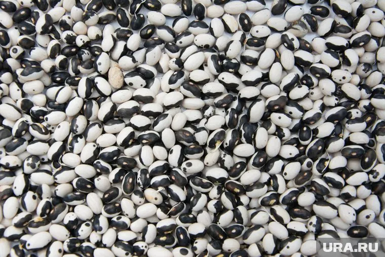 В фасоли нашли особо опасного жука-вредителя