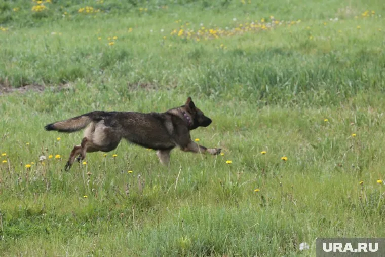 Собаки гуляют по городу без поводка (архивное фото)