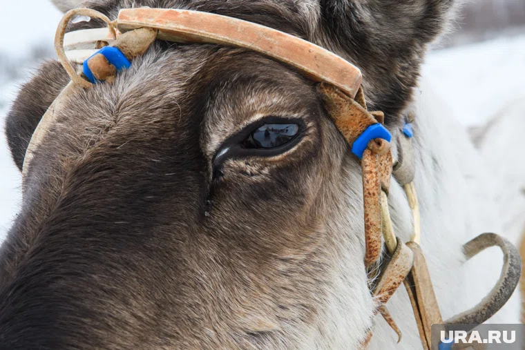 Оленя привели на прием в салехардскую ветеринарную клинику