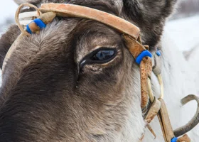 В ямальскую ветклинику привели полуторагодовалого оленя