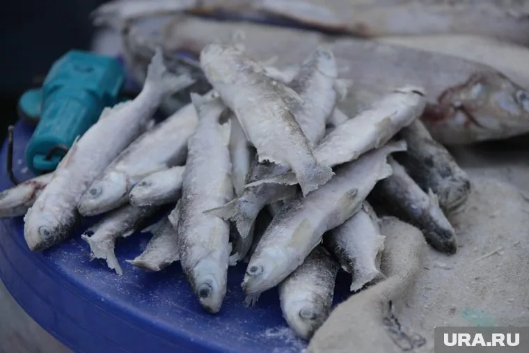 Дорохин просто оставил сети в Обской губе и через несколько дней забрал улов с ряпушкой и муксуном