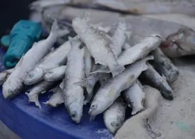 На Ямале осудили браконьера, которого поймала ФСБ