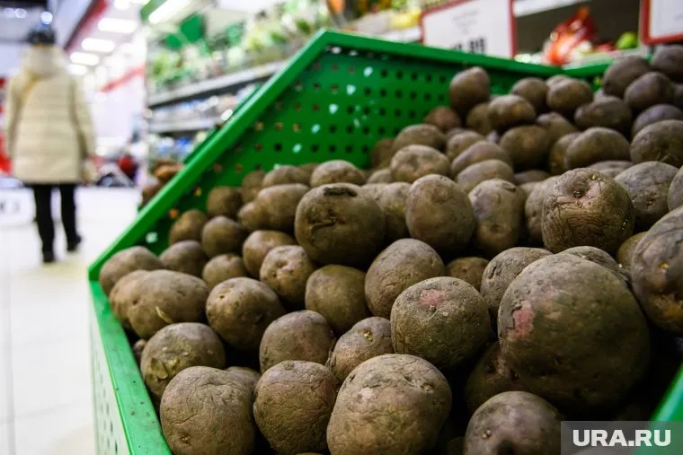 Недозревший и гнилой картофель содержит вредные вещества