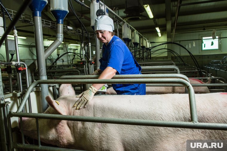 Крупный челябинский свинокомплекс лишился стада