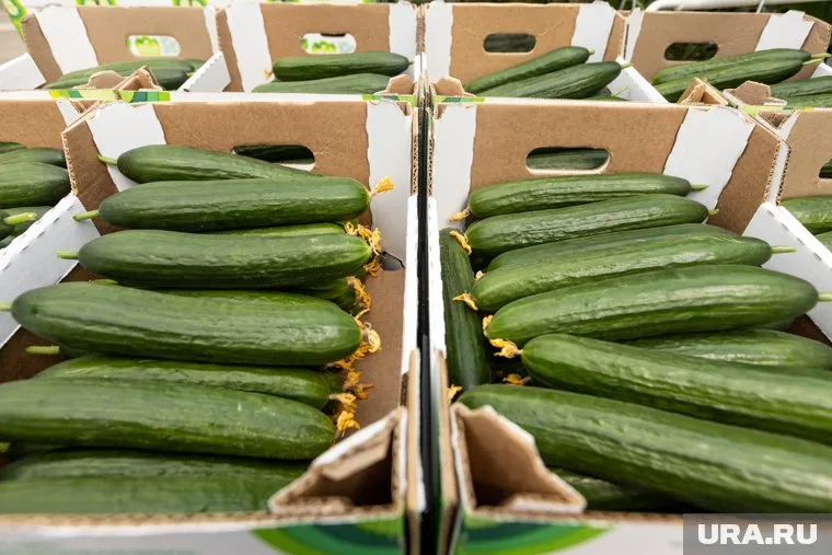 Стоимость огурцов вызвала возмущение у жителей ЯНАО