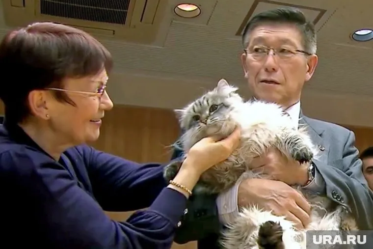 Кот Мир весит сейчас восемь килограммов