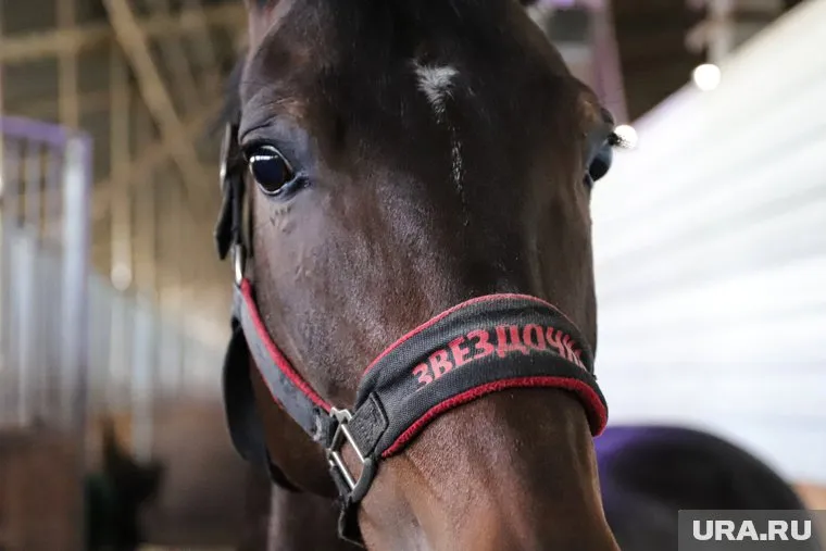 Житель Кургана хочет обменять автомобиль на лошадь