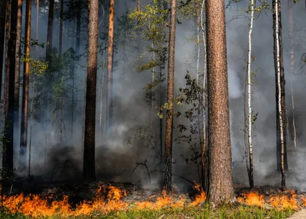 Фотография из галереи