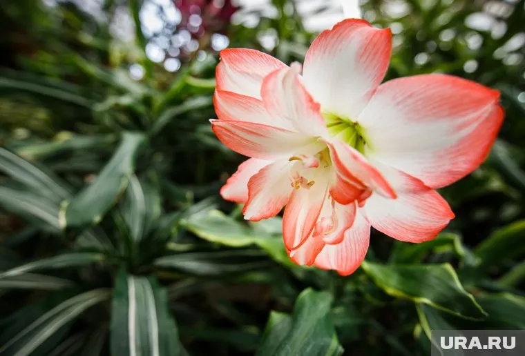 Оранжерея передаст образ жизни царской семьи в тобольской ссылке