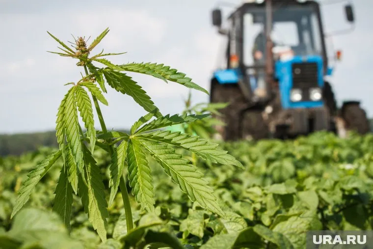 Коноплю в промышленных масштабах будут выращивать в Далматово