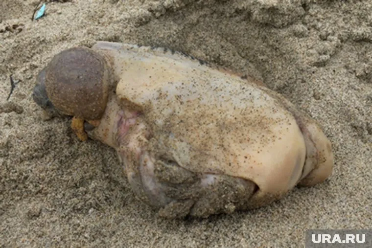 Морское создание выбросило на берег пляжа