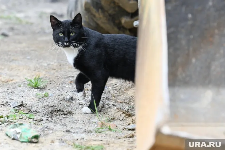 Вируса бешенства обнаружили в образцах патологического материала, отобранного от кота и крупного рогатого скота