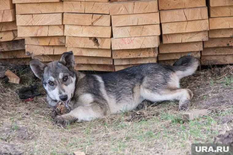 Мужчины услышали вой собаки и помогли ей выбраться на сушу