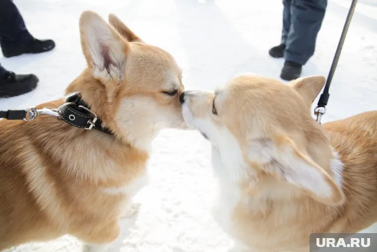 Домашние питомцы из-за санкций столкнулись с дефицитом кормов