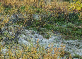 Пасмурно и снег: в ЯНАО на выходные усилятся ветра
