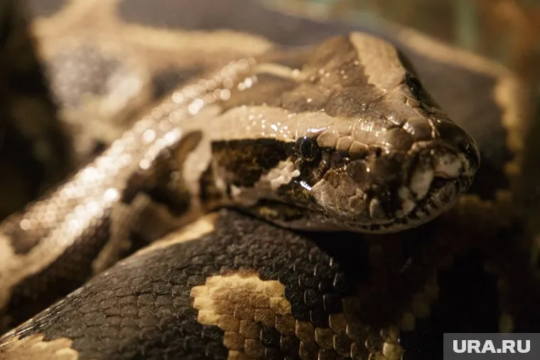Змея, по описанию пассажирки, была крупных размеров