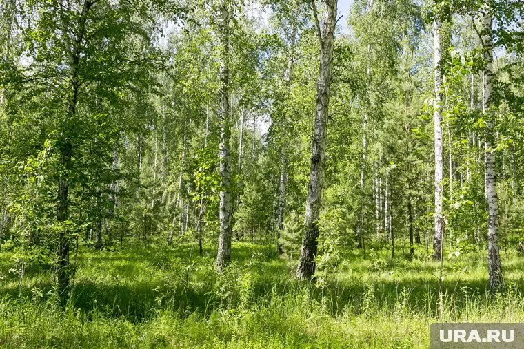 Княженику называют арктической малиной, также у нее есть другие народные «имена» (фото из архива)