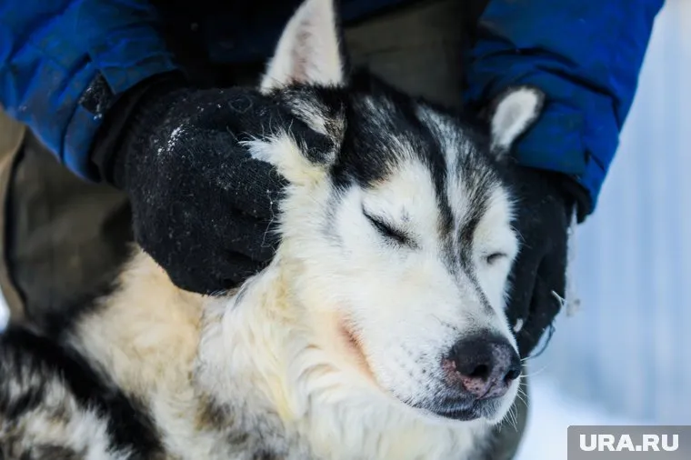 Бездомных хаски приютили в каюр-клубе Кузбасса
