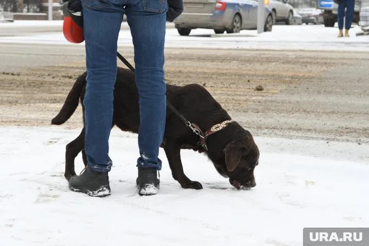 Мужчина решил выгулять собаку, несмотря на запреты Роспотребнадзора