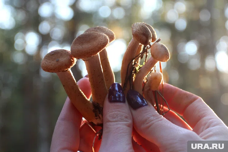 Пермяки делятся «уловом» осенних опят