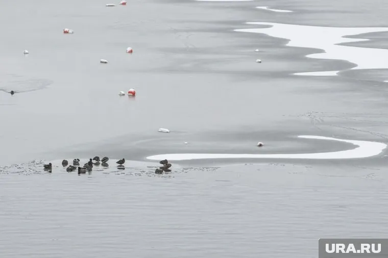 Курганцев просят быть осторожными при нахождении на тонком льду