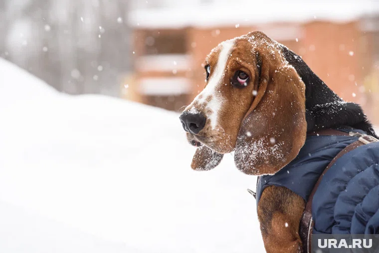 Бассет-хаунд издавна считается одной из самых спокойных пород собак 