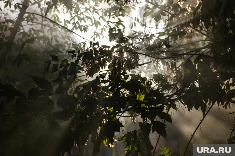 В России в условиях заслушивой погоды ежедневно фиксируются десятки лесных пожаров