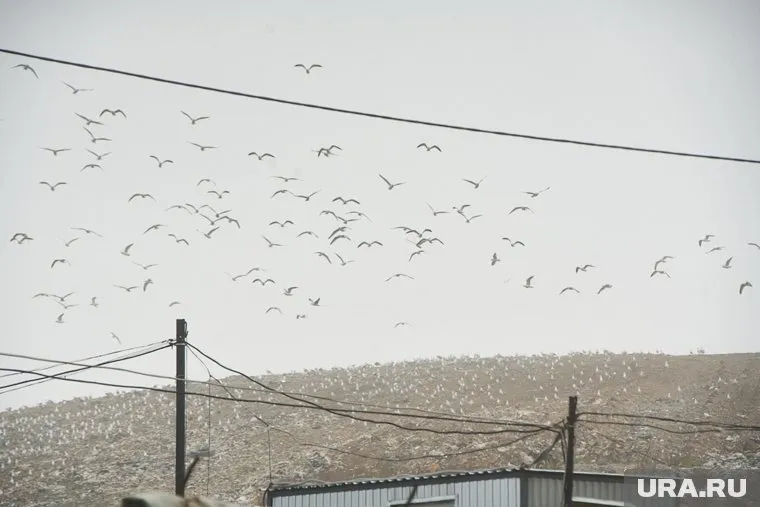 Местные жители говорят, что за последние 5 лет свалка выросла в несколько раз