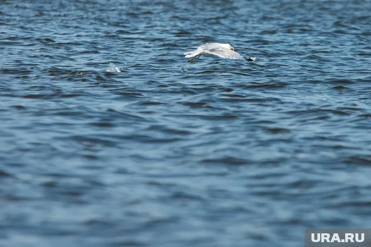 Из-за ЧП на побережье Камчатки началась следственная проверка