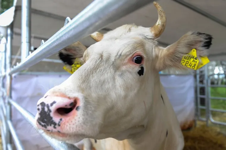 День уральского поля 2018. Чебаркульский район, Челябинская область