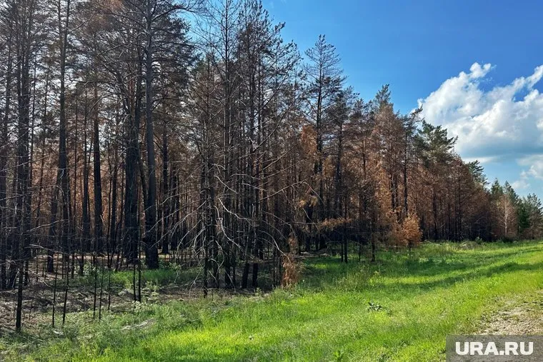 В Курганской области из-за высокой пожарной опасности продлен запрет на посещение лесов