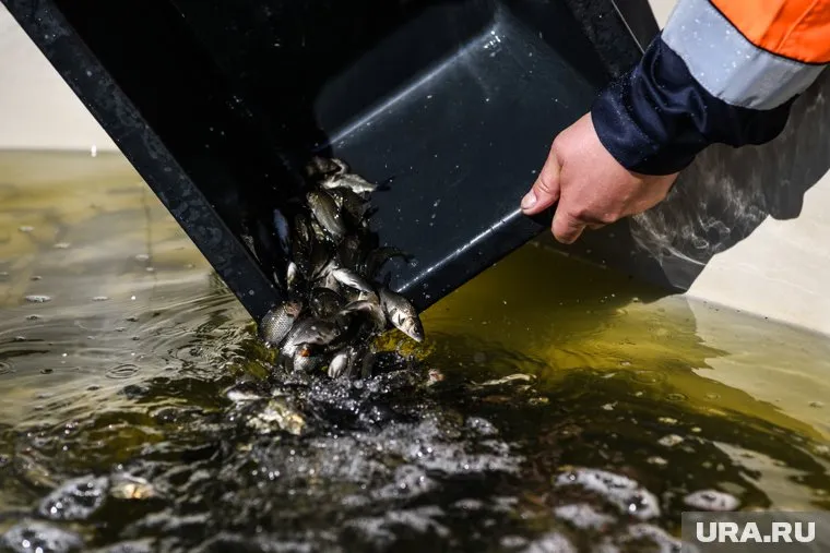 В реку Таз выпускают молодь муксуна