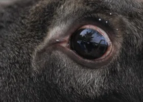 Два ямальских водителя сбили насмерть оленя на трассе Лабытнанги — Харп