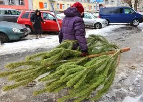 Сколько стоит в Тюмени купить живую елку