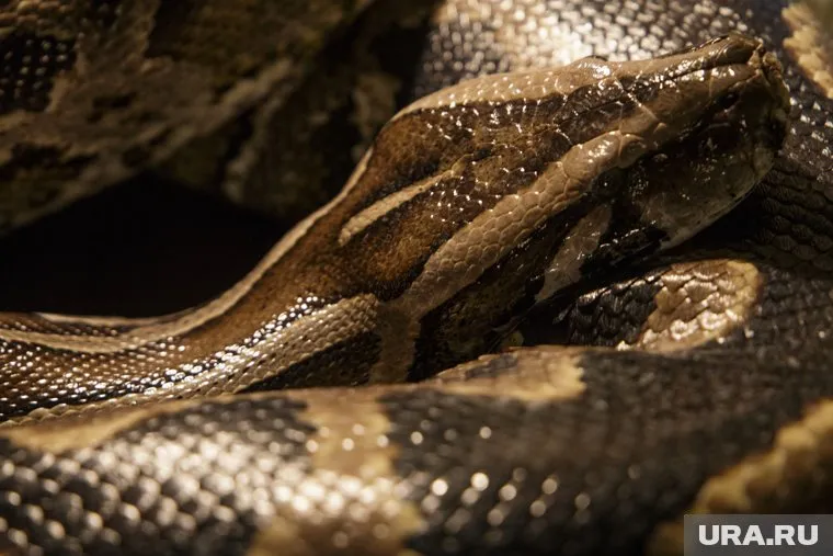 Грибники в поиске маслят и подберезовиков натыкаются на гадюк