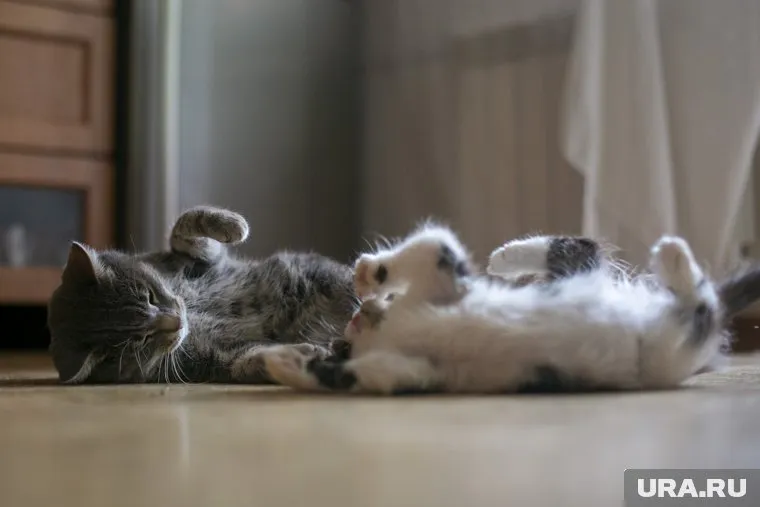 Мужчина пояснил сотрудникам ГАИ, что выпил спирт, пиво и поехал забирать котят