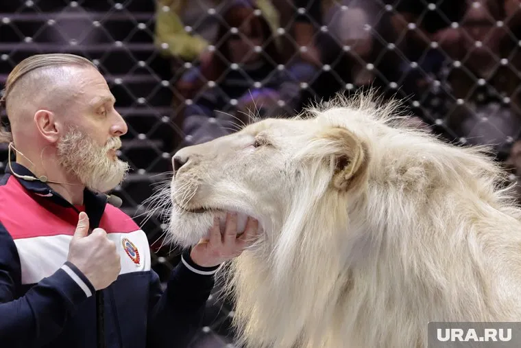 По мнению Запашного, Зубков мог пренебречь мерами безопасности в обращении со львом