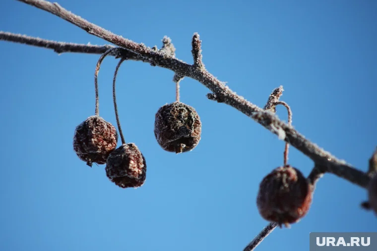 В Курган придут ночные заморозки до -9 градусов