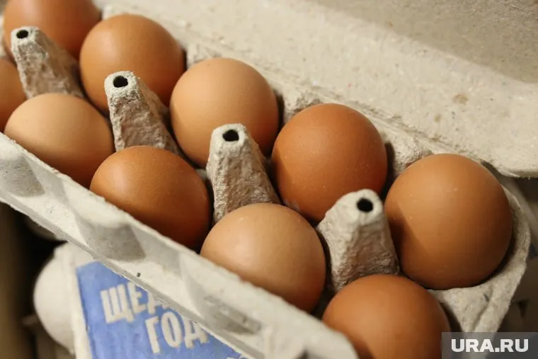 Собственное производство куриных яиц в ЯНАО находится на последнем месте в России