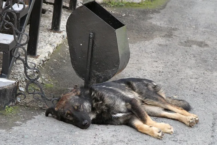 Билборды к выборамКурган, бездомные животные, собака