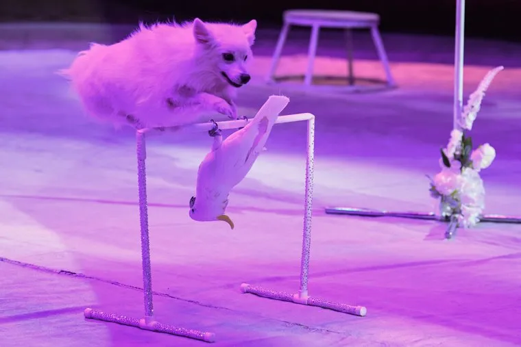 Пресс-показ нового циркового шоу "Клоун". Екатеринбург