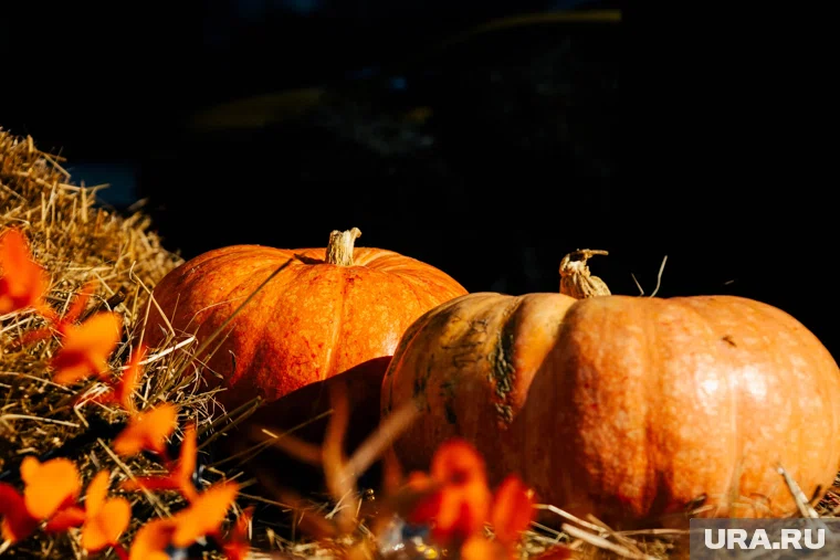 Как тыква стала главным символом